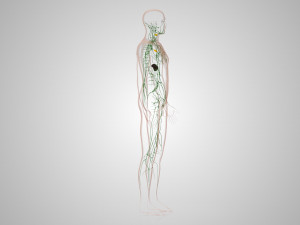 Lymphatic system in body 3D Model