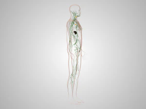 Lymphatic system in body 3D Model
