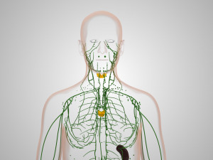 Lymphatic system in body 3D Model