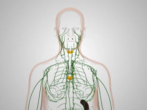 Lymphatic system in body 3D Model