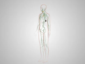 Lymphatic system in body 3D Model