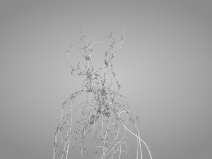 Lymphatic system in body 3D Model