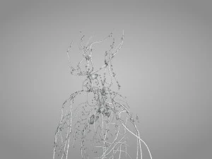Lymphatic system in body 3D Model