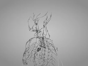 Lymphatic system in body 3D Model