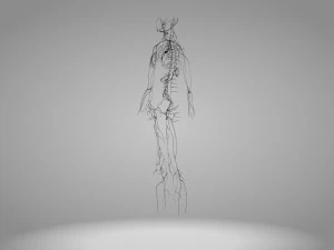 Lymphatic system in body 3D Model