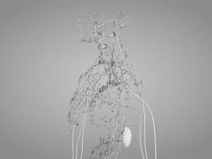 Lymphatic system in body 3D Model