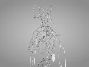 Lymphatic system in body 3D Model