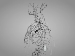 Lymphatic system in body 3D Model