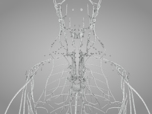 Lymphatic system in body 3D Model