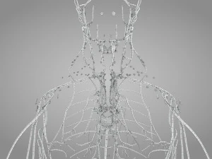 Lymphatic system in body 3D Model