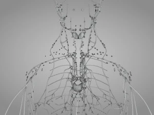 Lymphatic system in body 3D Model