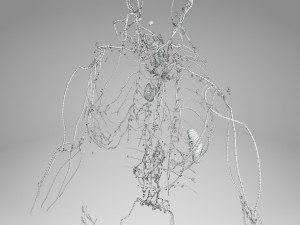 Lymphatic system in body 3D Model