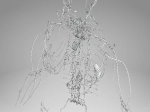 Lymphatic system in body 3D Model