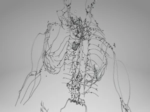 Lymphatic system in body 3D Model