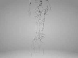 Lymphatic system in body 3D Model