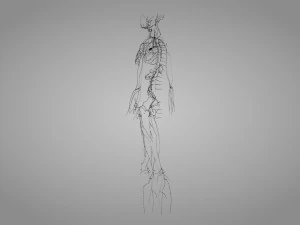 Lymphatic system in body 3D Model