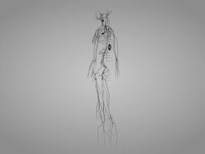 Lymphatic system in body 3D Model