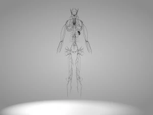 Lymphatic system in body 3D Model