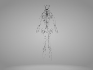 Lymphatic system in body 3D Model