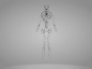 Lymphatic system in body 3D Model