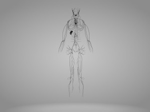 Lymphatic system in body 3D Model