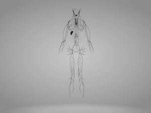 Lymphatic system in body 3D Model