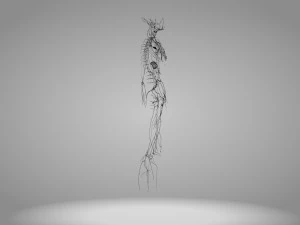 Lymphatic system in body 3D Model