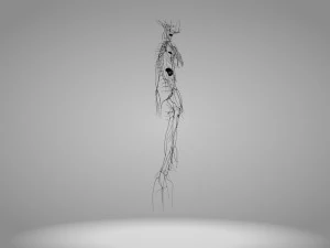 Lymphatic system in body 3D Model