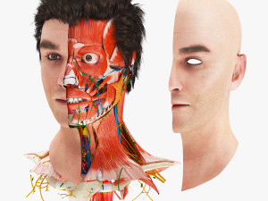 Complete Head Anatomy 3D 模型