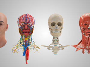 Complete Head Anatomy Modello 3D