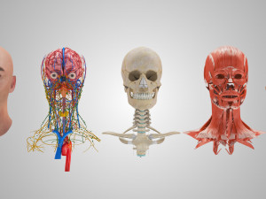 Complete Head Anatomy Modello 3D