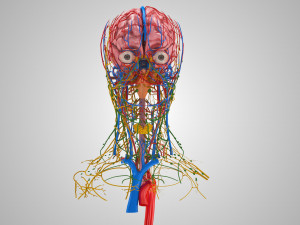 Complete Head Anatomy Modello 3D