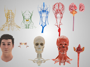 Complete Head Anatomy Modello 3D