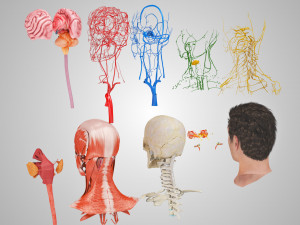 Complete Head Anatomy Modello 3D