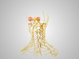 Complete Head Anatomy Modello 3D