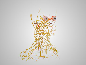 Complete Head Anatomy Modello 3D