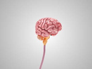 Complete Head Anatomy Modello 3D