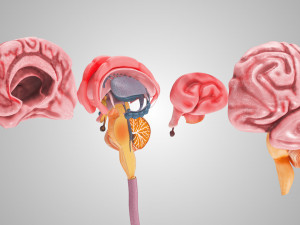 Complete Head Anatomy Modello 3D