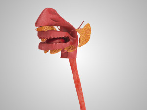Complete Head Anatomy Modello 3D
