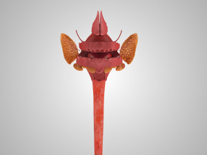 Complete Head Anatomy Modello 3D