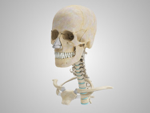 Complete Head Anatomy Modello 3D