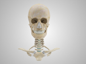 Complete Head Anatomy Modello 3D
