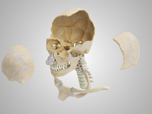 Complete Head Anatomy Modello 3D