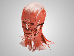 Complete Head Anatomy Modello 3D
