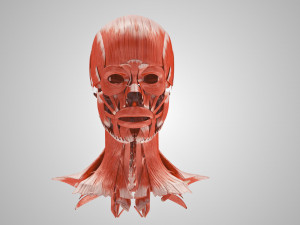 Complete Head Anatomy Modello 3D