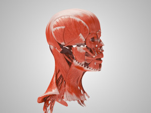 Complete Head Anatomy Modello 3D