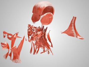 Complete Head Anatomy Modello 3D