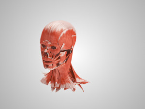 Complete Head Anatomy Modello 3D