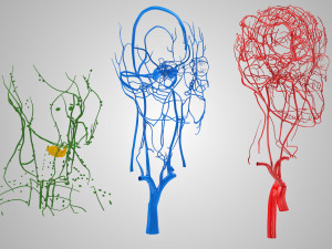 Complete Head Anatomy Modello 3D