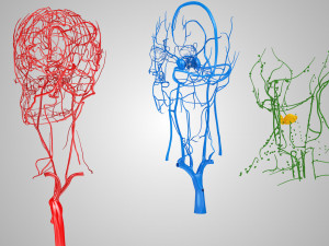 Complete Head Anatomy Modello 3D